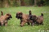  - Nouvelles photos des chiots 