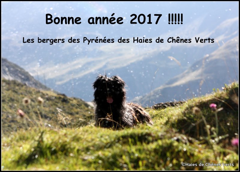 des Haies de Chênes Verts - Bonne année 2017 !!!!