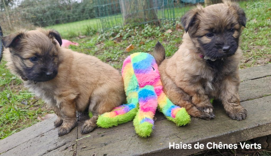 des Haies de Chênes Verts - Nouvelles photos des chiots !