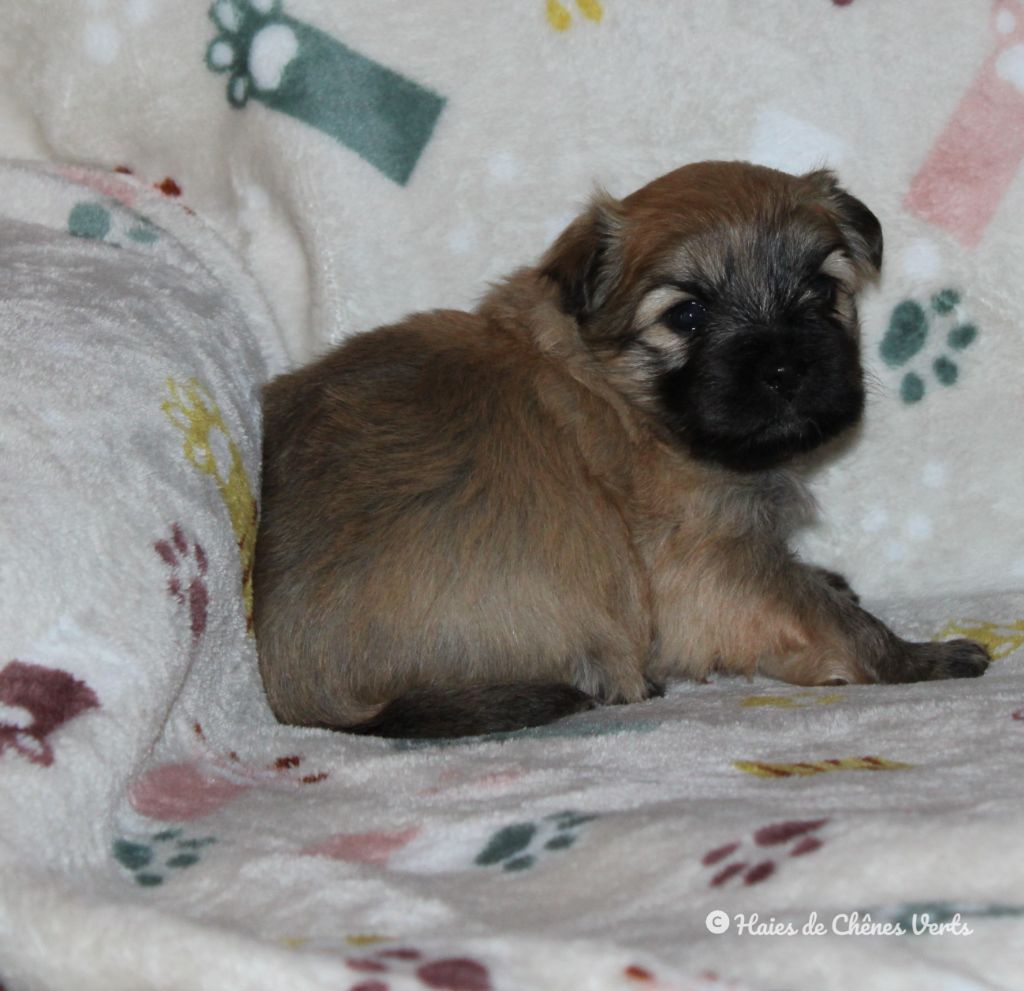 des Haies de Chênes Verts - Chiot disponible  - Berger des Pyrenees à poil long