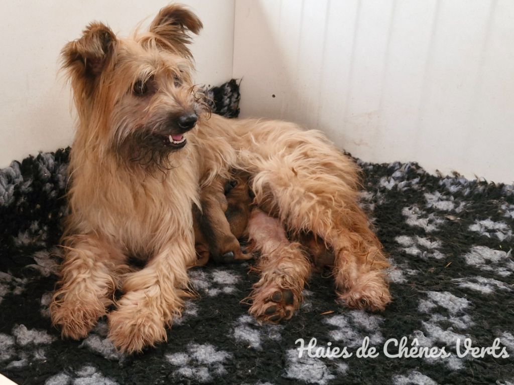 des Haies de Chênes Verts - Chiot disponible  - Berger des Pyrenees à poil long