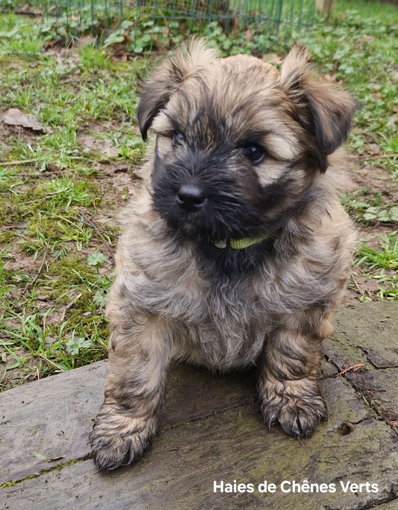 des Haies de Chênes Verts - Chiot disponible  - Berger des Pyrenees à poil long