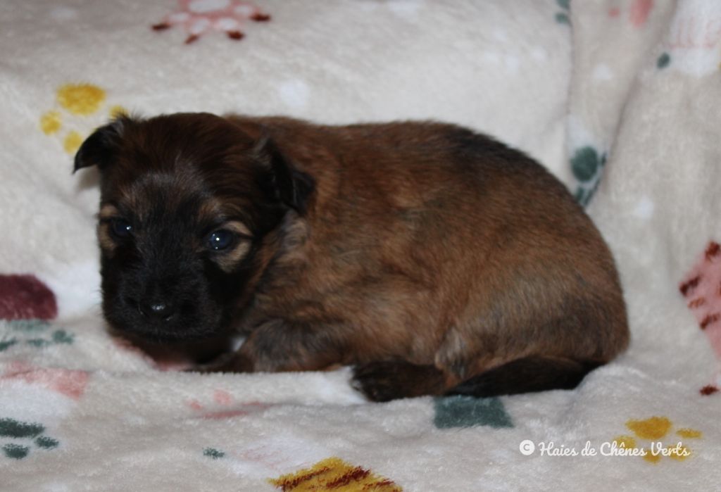 des Haies de Chênes Verts - Chiot disponible  - Berger des Pyrenees à poil long