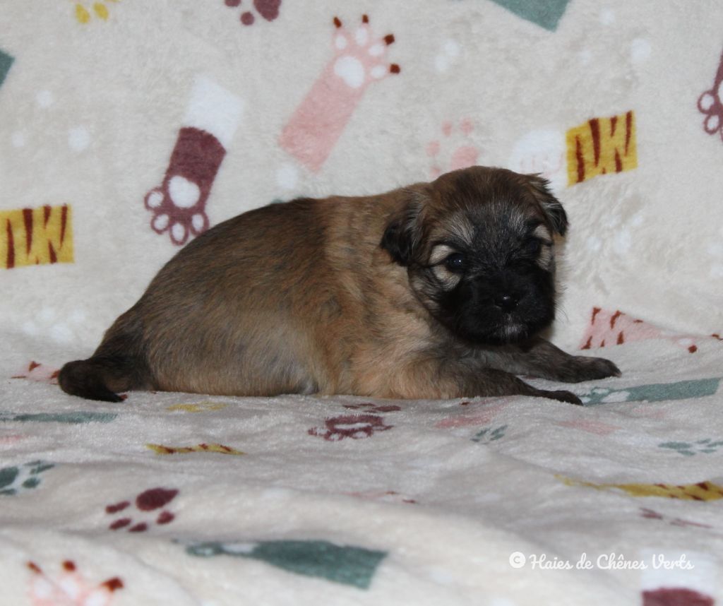 des Haies de Chênes Verts - Chiot disponible  - Berger des Pyrenees à poil long