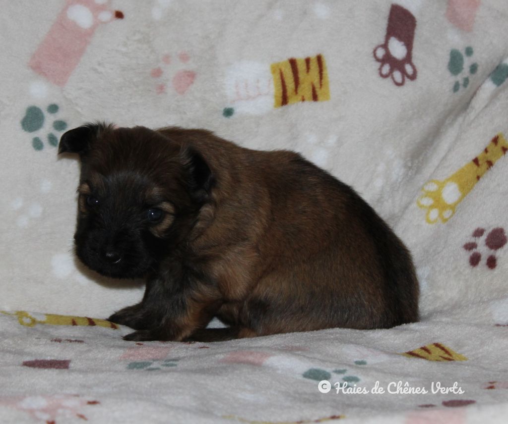 des Haies de Chênes Verts - Chiot disponible  - Berger des Pyrenees à poil long