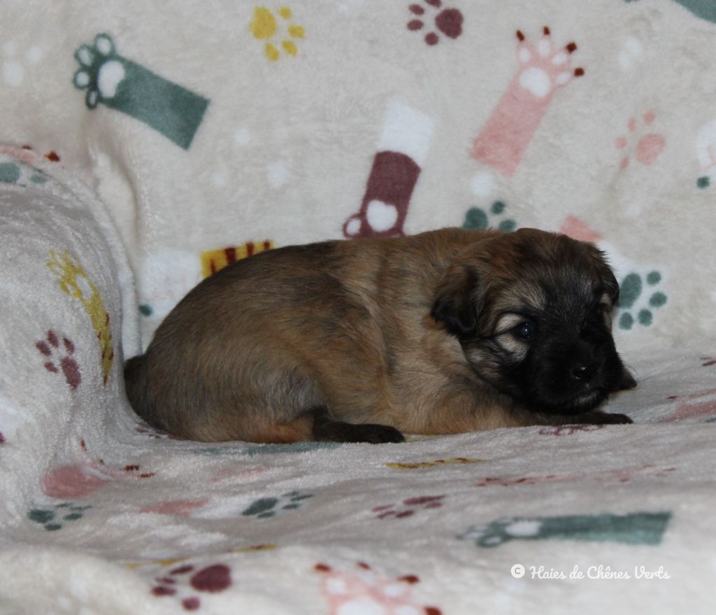 des Haies de Chênes Verts - Chiot disponible  - Berger des Pyrenees à poil long