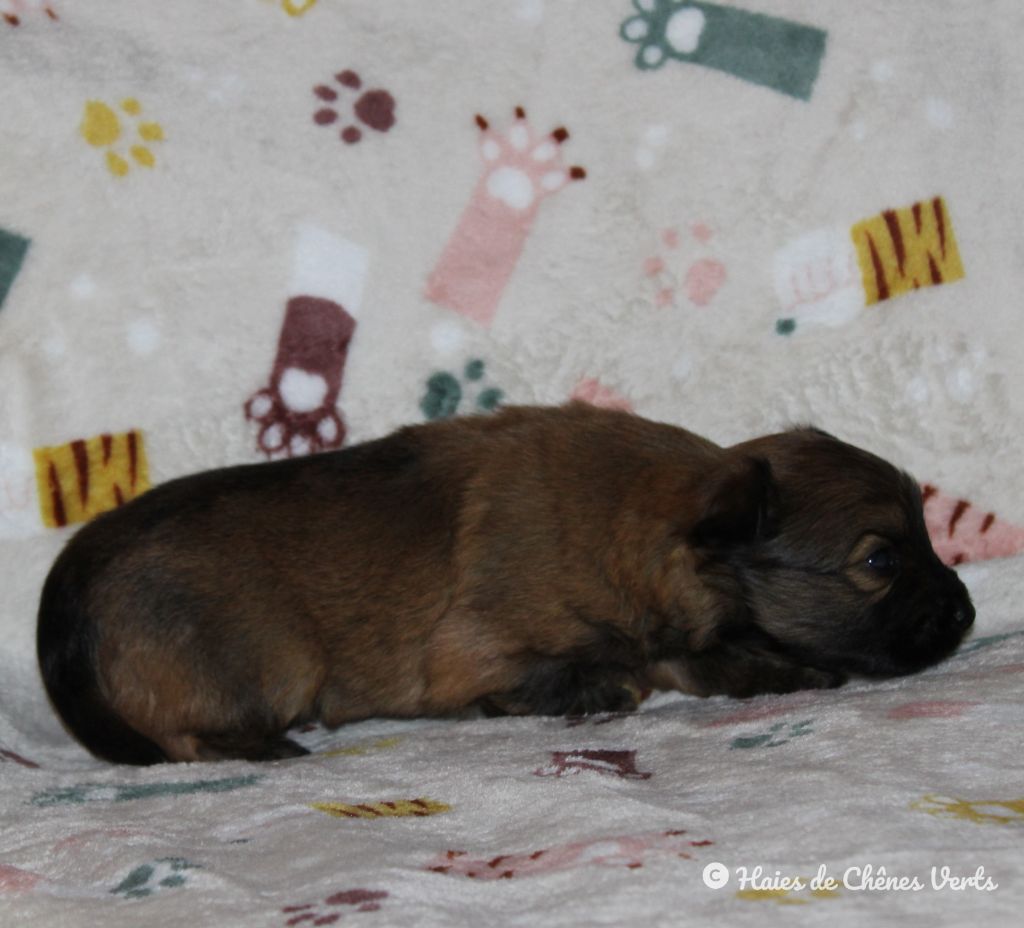 des Haies de Chênes Verts - Chiot disponible  - Berger des Pyrenees à poil long