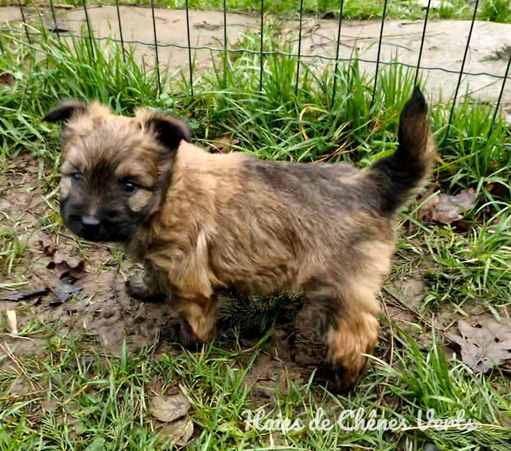 des Haies de Chênes Verts - Chiot disponible  - Berger des Pyrenees à poil long