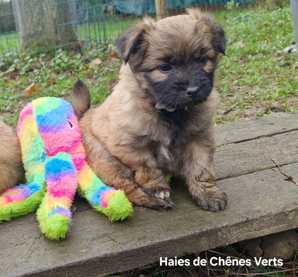 des Haies de Chênes Verts - Chiot disponible  - Berger des Pyrenees à poil long