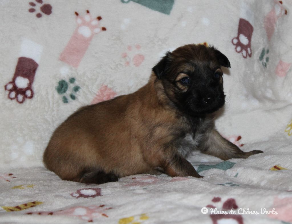 des Haies de Chênes Verts - Chiot disponible  - Berger des Pyrenees à poil long