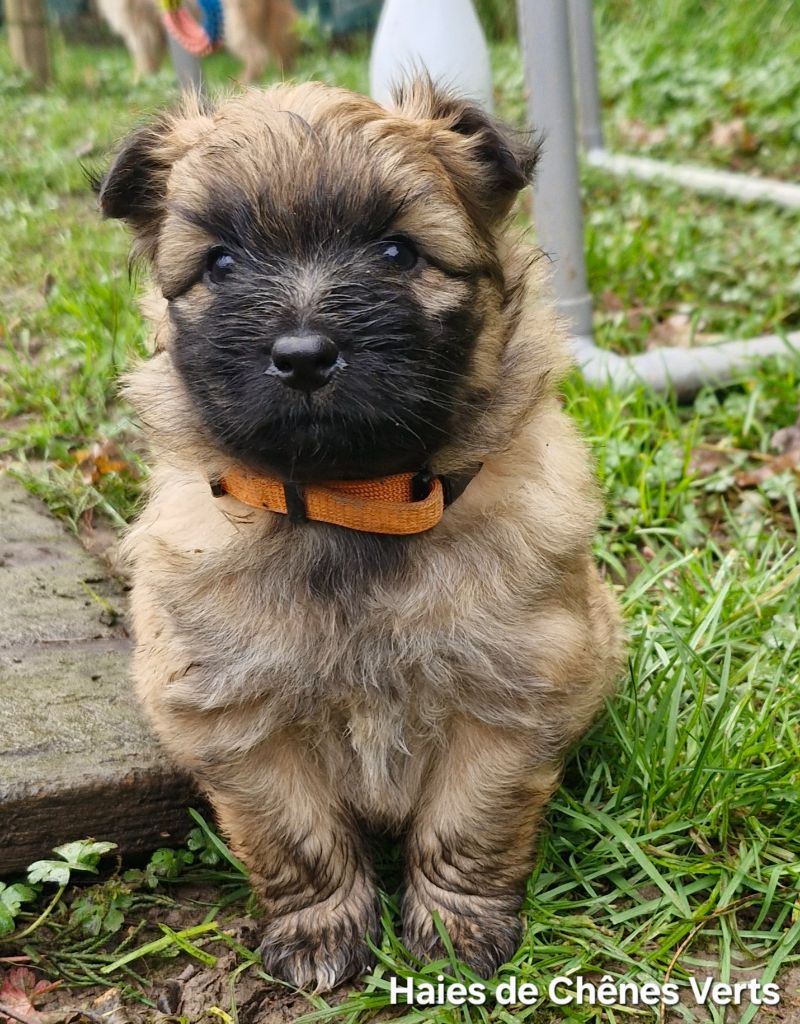 des Haies de Chênes Verts - Chiot disponible  - Berger des Pyrenees à poil long