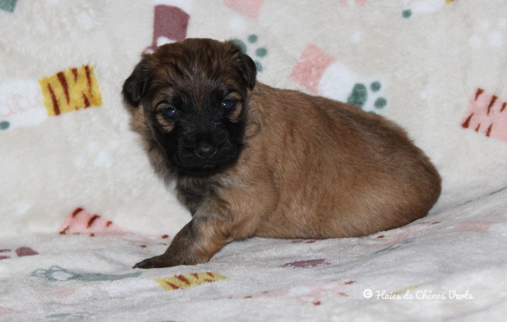 des Haies de Chênes Verts - Chiot disponible  - Berger des Pyrenees à poil long