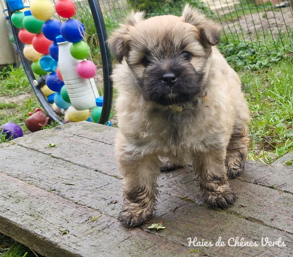 des Haies de Chênes Verts - Chiot disponible  - Berger des Pyrenees à poil long