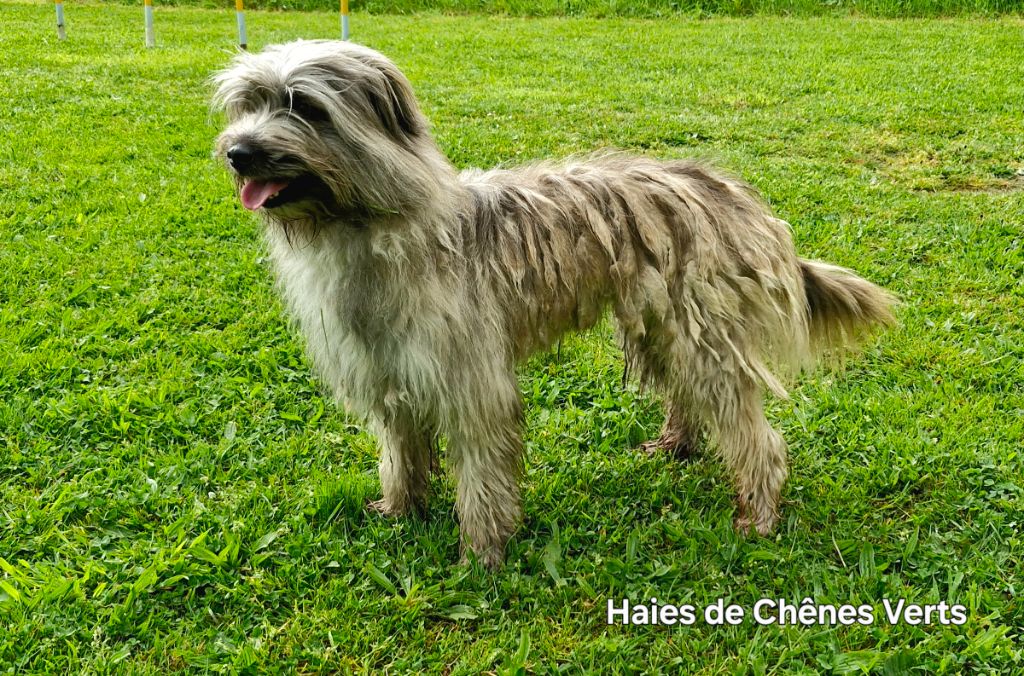 Uz des Haies de Chênes Verts