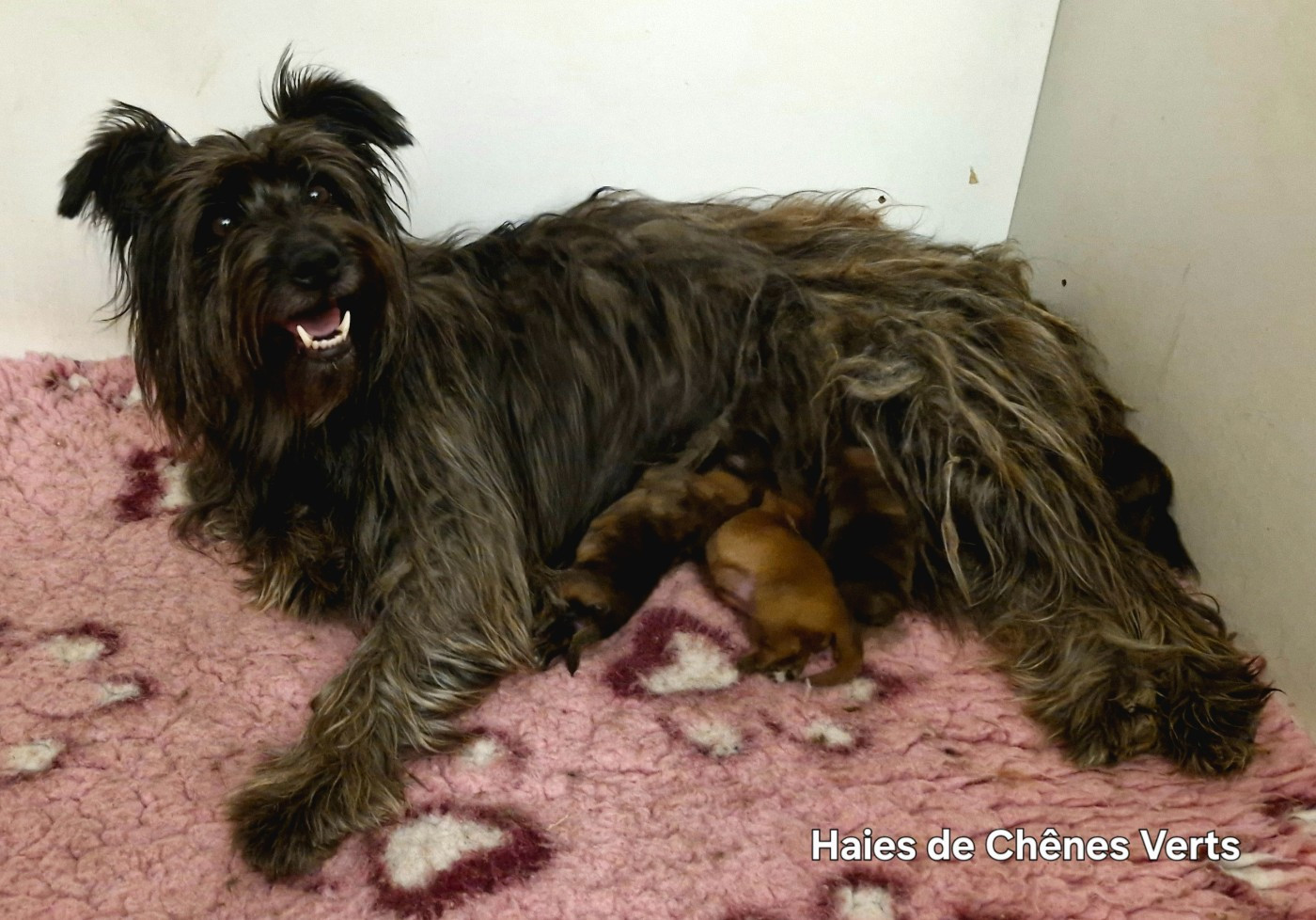 des Haies de Chênes Verts - Les chiots sont nés !!!!