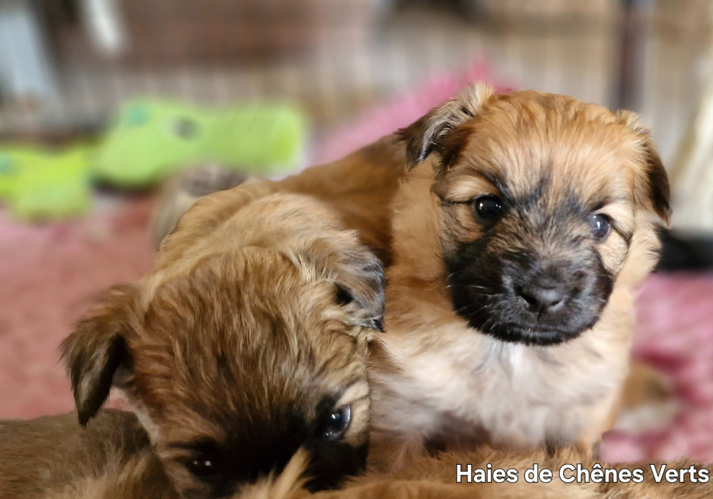 des Haies de Chênes Verts - Nouvelles photos des chiots