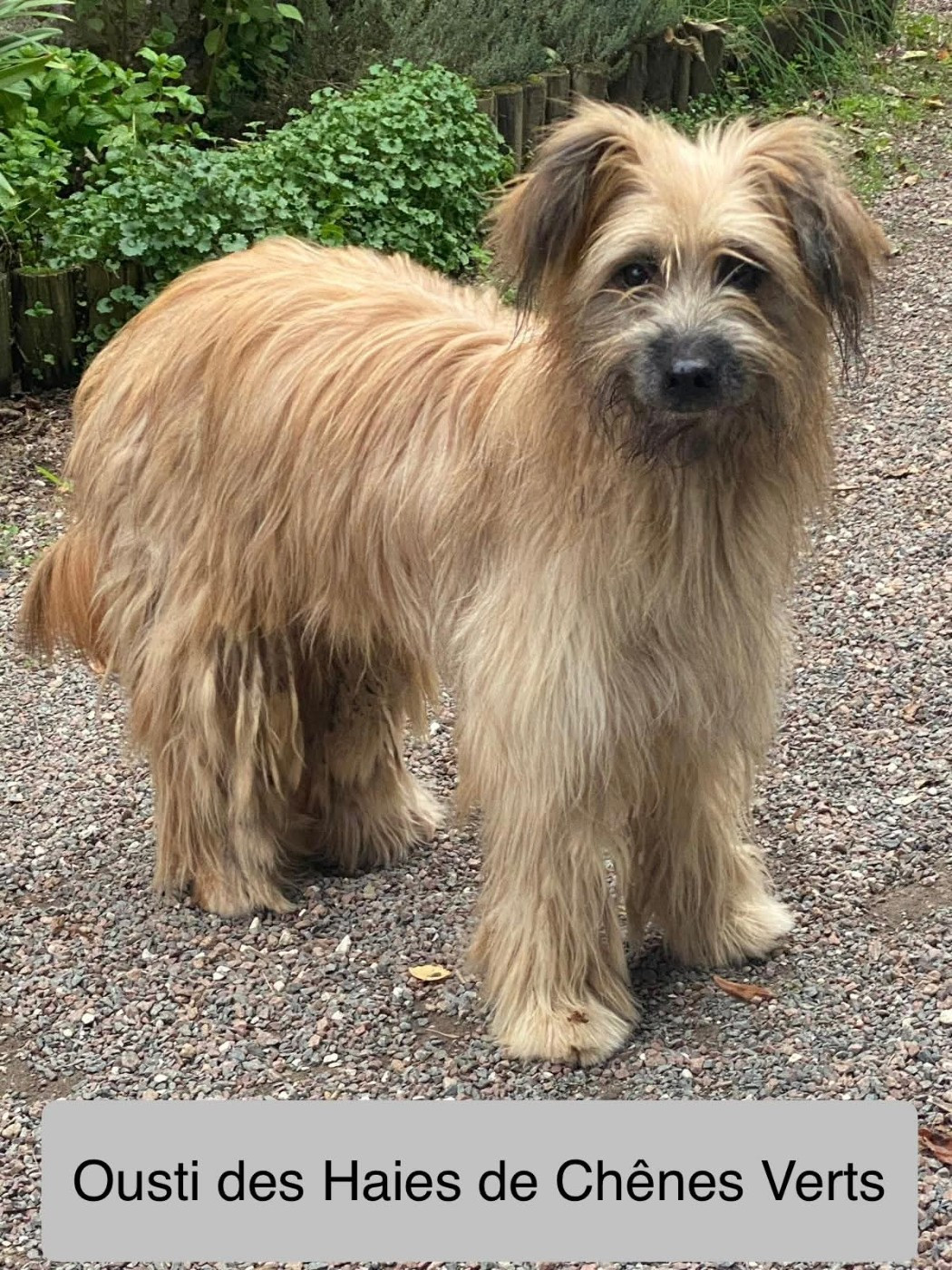 des Haies de Chênes Verts - Ousti cherche une nouvelle famille...