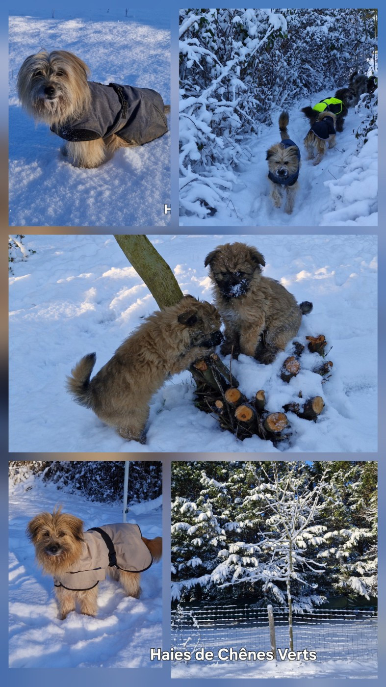 des Haies de Chênes Verts - La neige est arrivée chez nous...