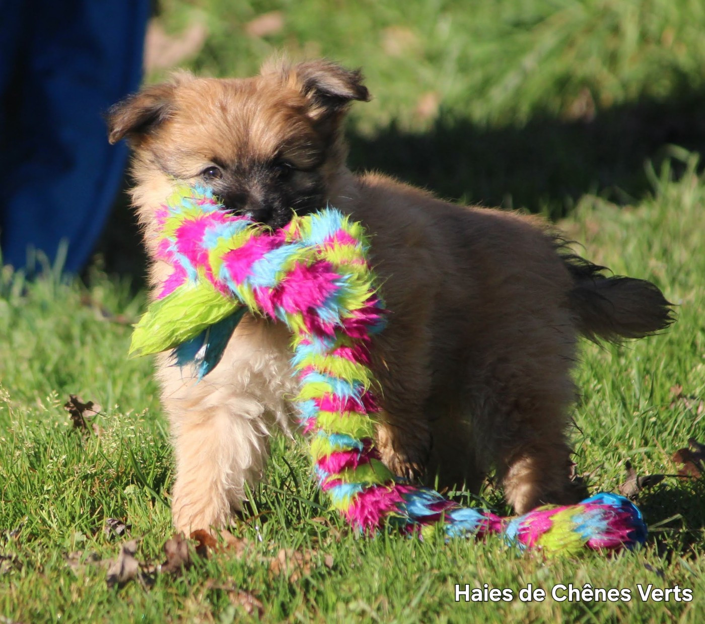 des Haies de Chênes Verts - Prochaine portée.....