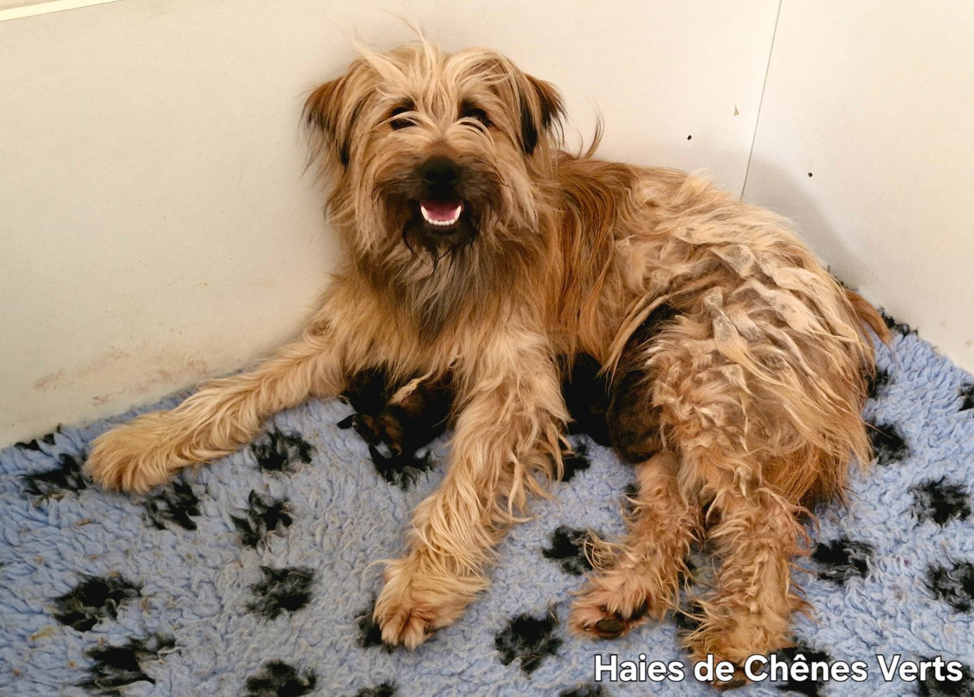 des Haies de Chênes Verts - Les chiots sont nés !!!!