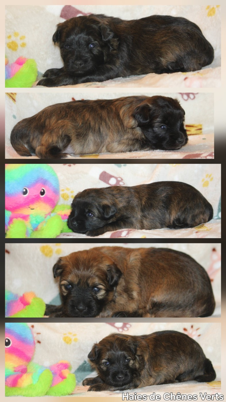 Nouvelles photos des chiots....