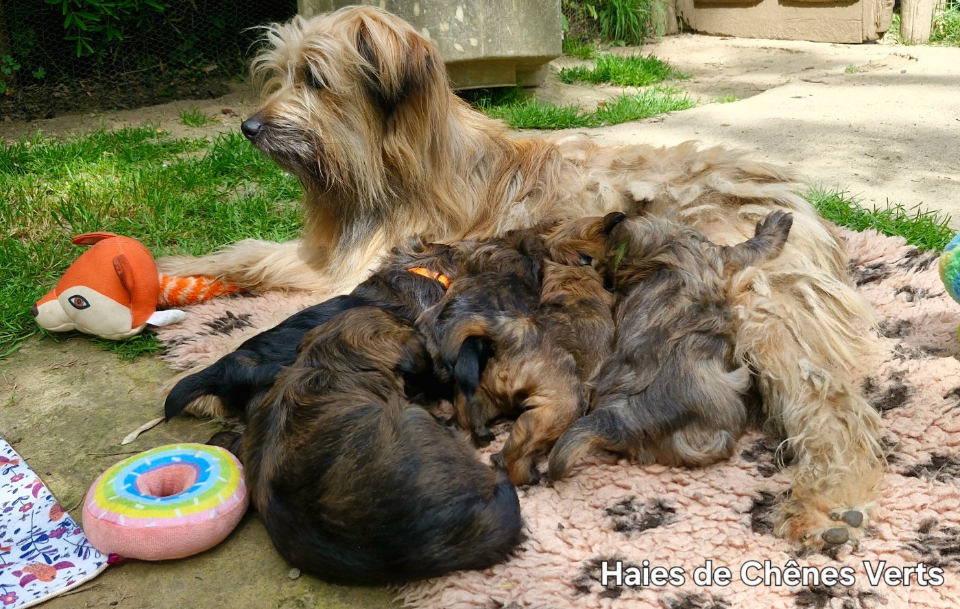 4 semaines pour les chiots.