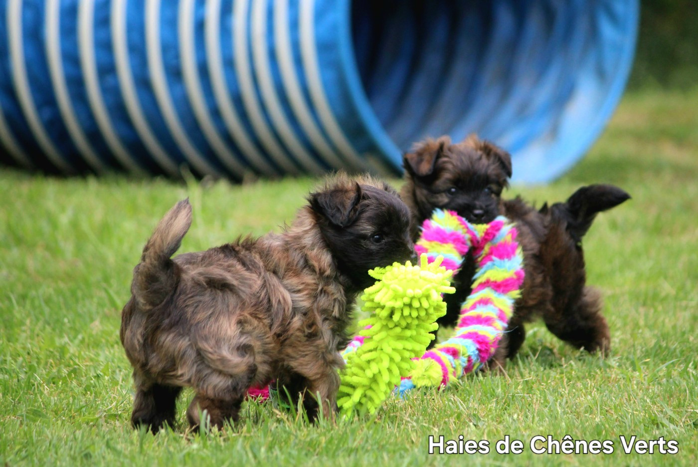 Nouvelles photos des chiots ...