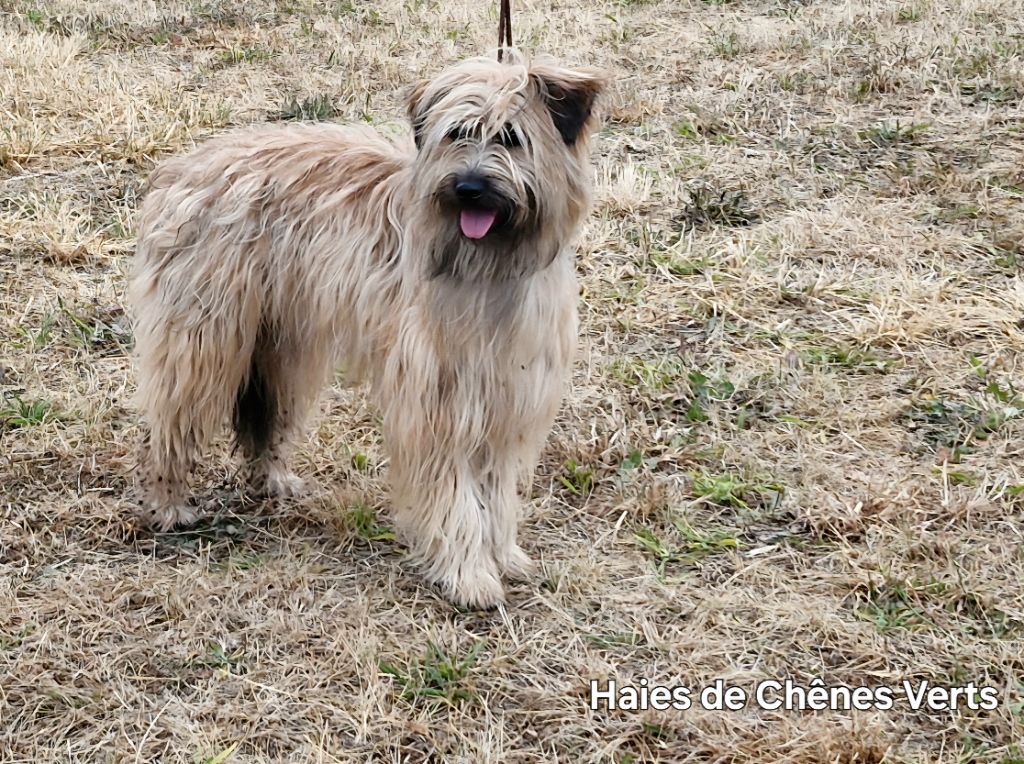 des Haies de Chênes Verts - Exposition canine de Sigogne 