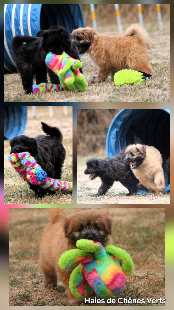 Des nouvelles des chiots...