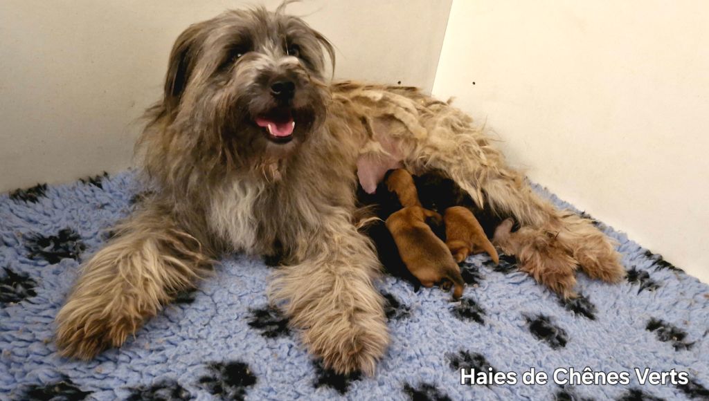 des Haies de Chênes Verts - Les chiots sont nés....