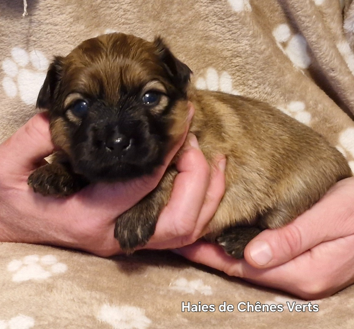 des Haies de Chênes Verts - Chiots disponibles - Berger des Pyrenees à poil long