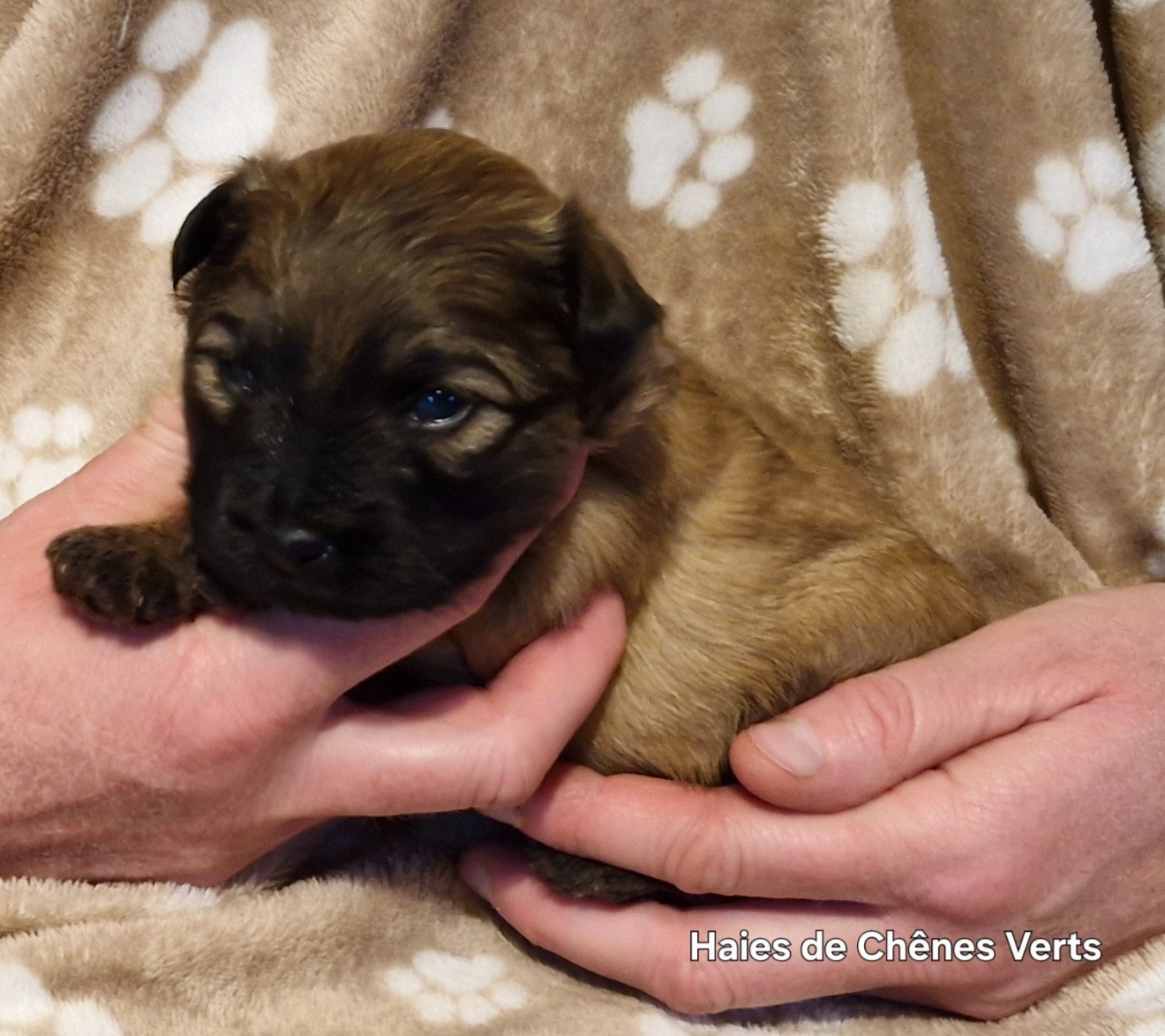 des Haies de Chênes Verts - Chiots disponibles - Berger des Pyrenees à poil long