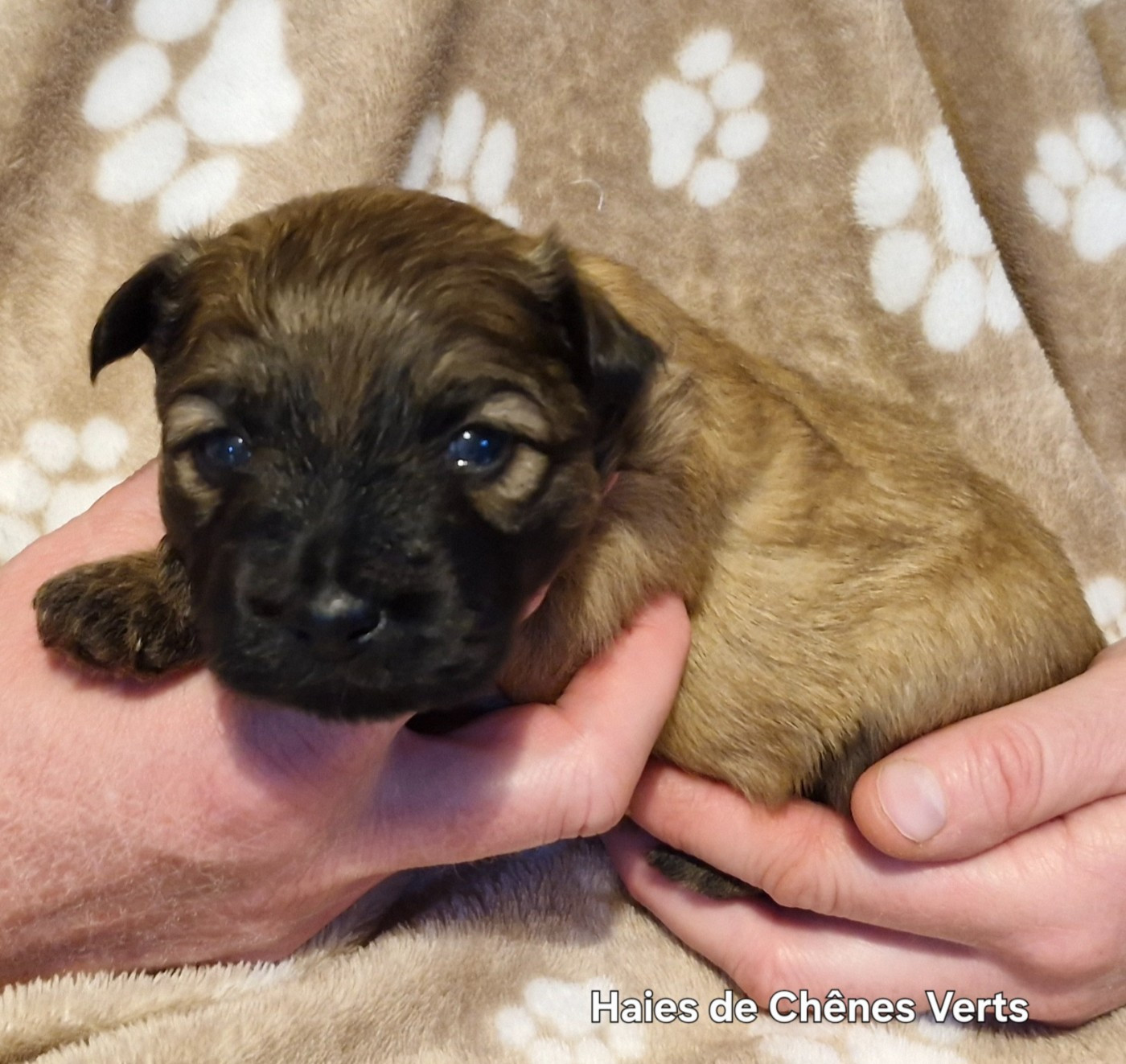 des Haies de Chênes Verts - Chiots disponibles - Berger des Pyrenees à poil long