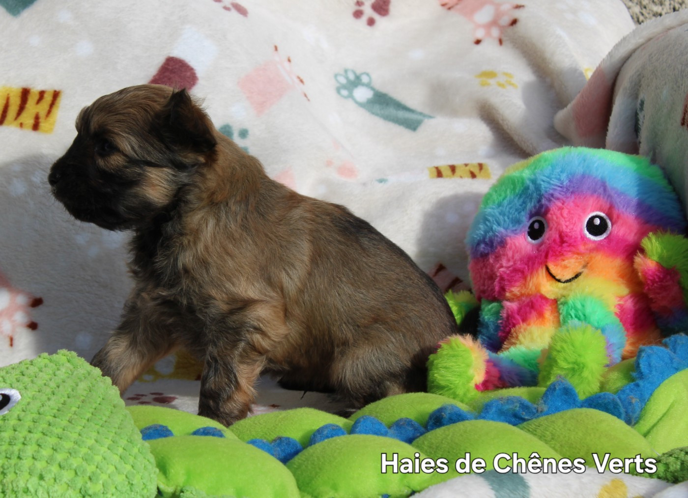 des Haies de Chênes Verts - Chiots disponibles - Berger des Pyrenees à poil long
