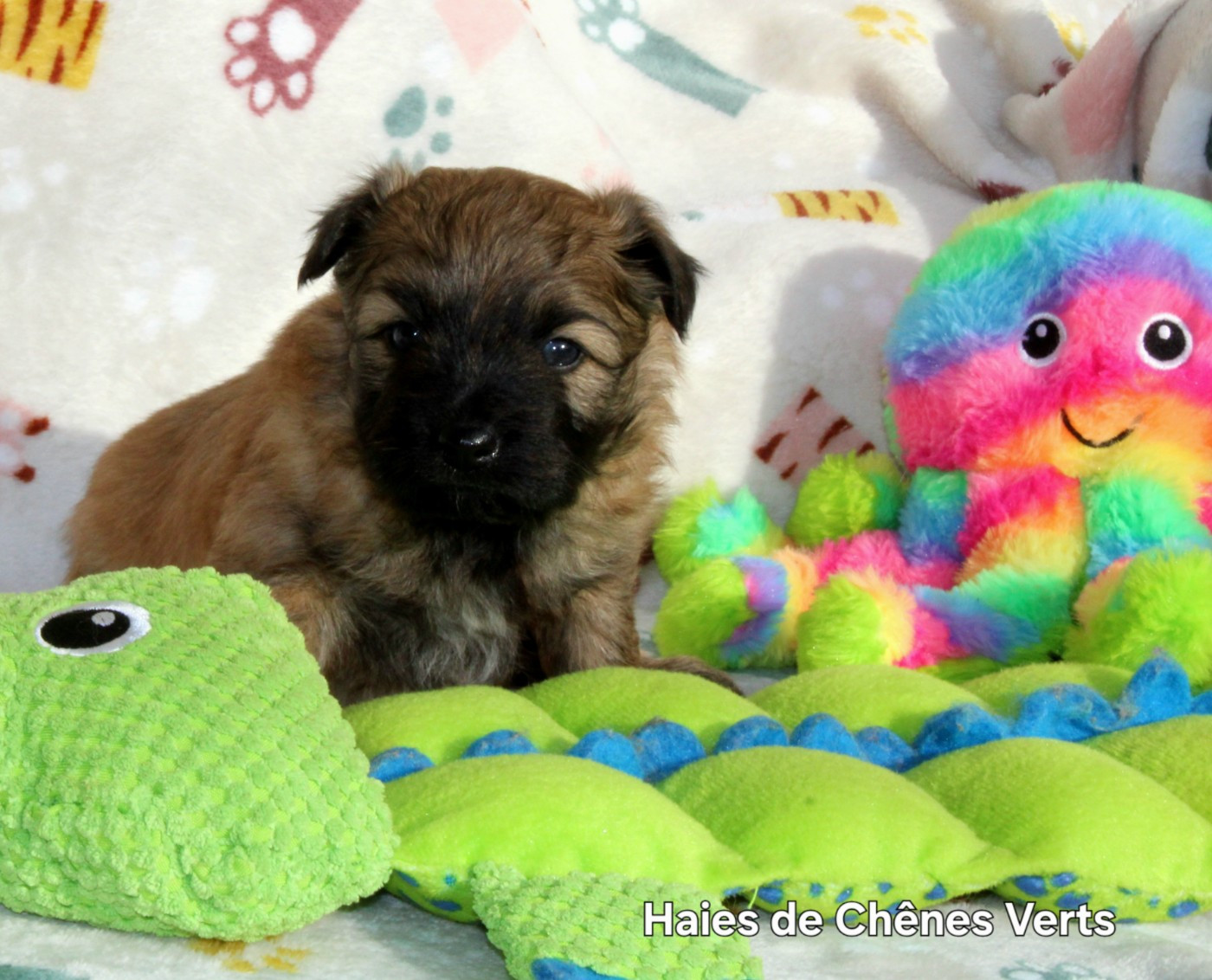 des Haies de Chênes Verts - Chiots disponibles - Berger des Pyrenees à poil long