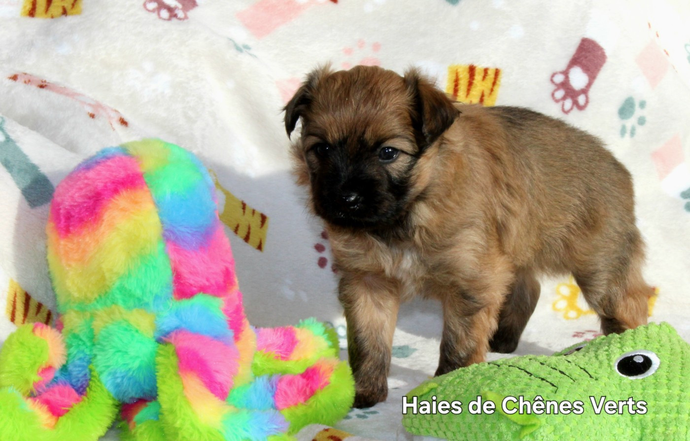 des Haies de Chênes Verts - Chiots disponibles - Berger des Pyrenees à poil long