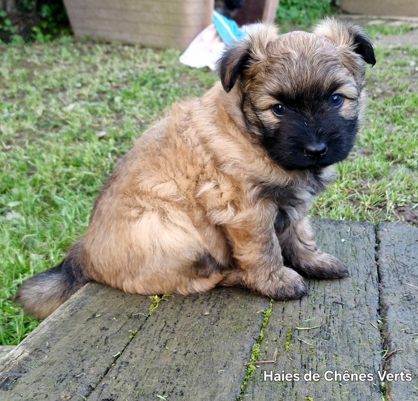 des Haies de Chênes Verts - Chiots disponibles - Berger des Pyrenees à poil long