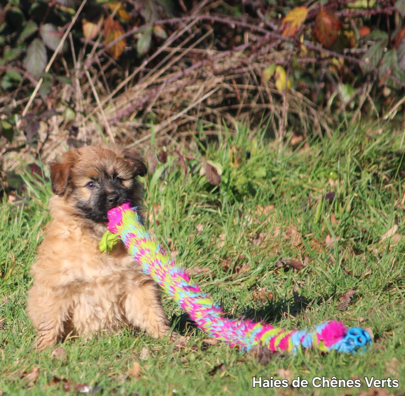 des Haies de Chênes Verts - Chiots disponibles - Berger des Pyrenees à poil long