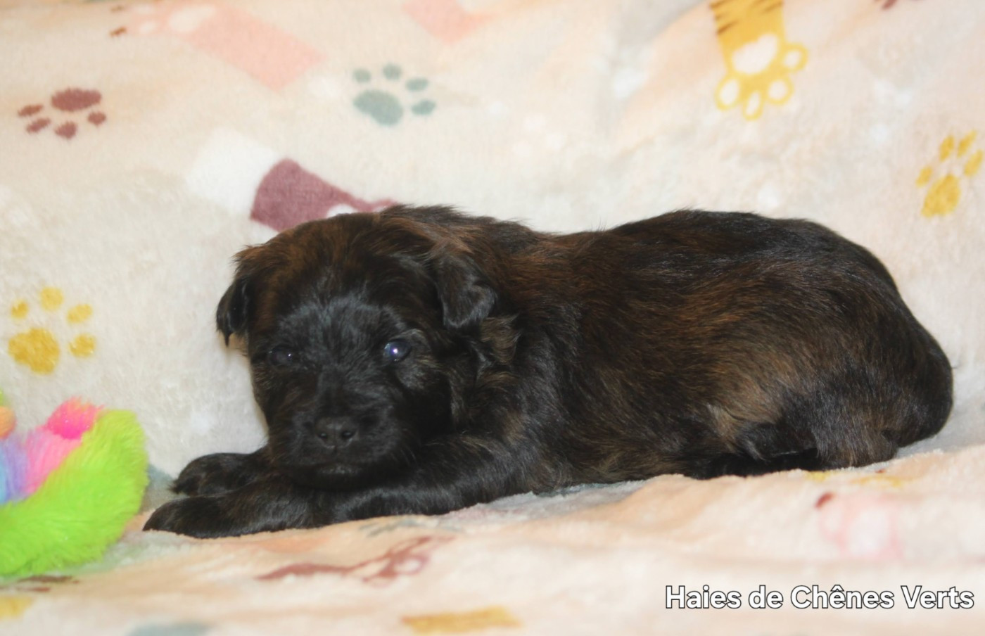 des Haies de Chênes Verts - Chiots disponibles - Berger des Pyrenees à poil long