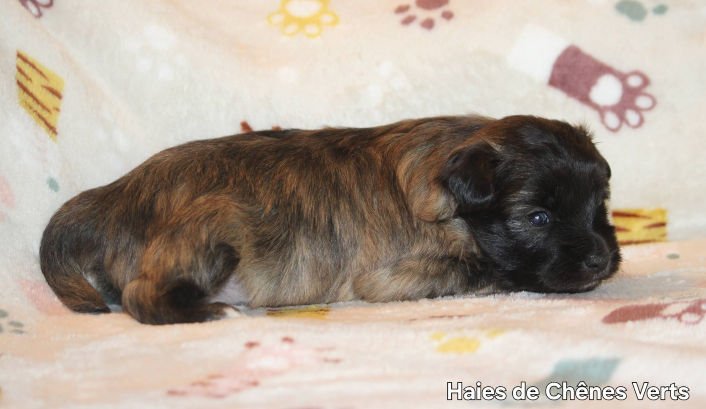 des Haies de Chênes Verts - Chiots disponibles - Berger des Pyrenees à poil long