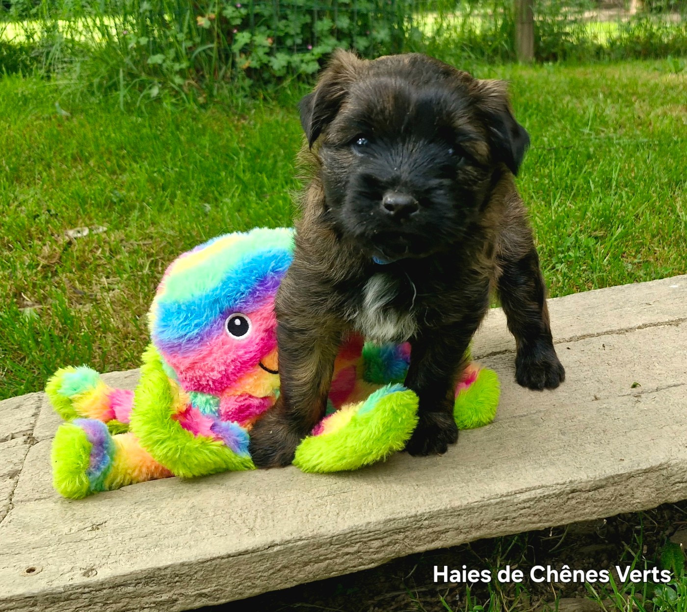 des Haies de Chênes Verts - Chiots disponibles - Berger des Pyrenees à poil long