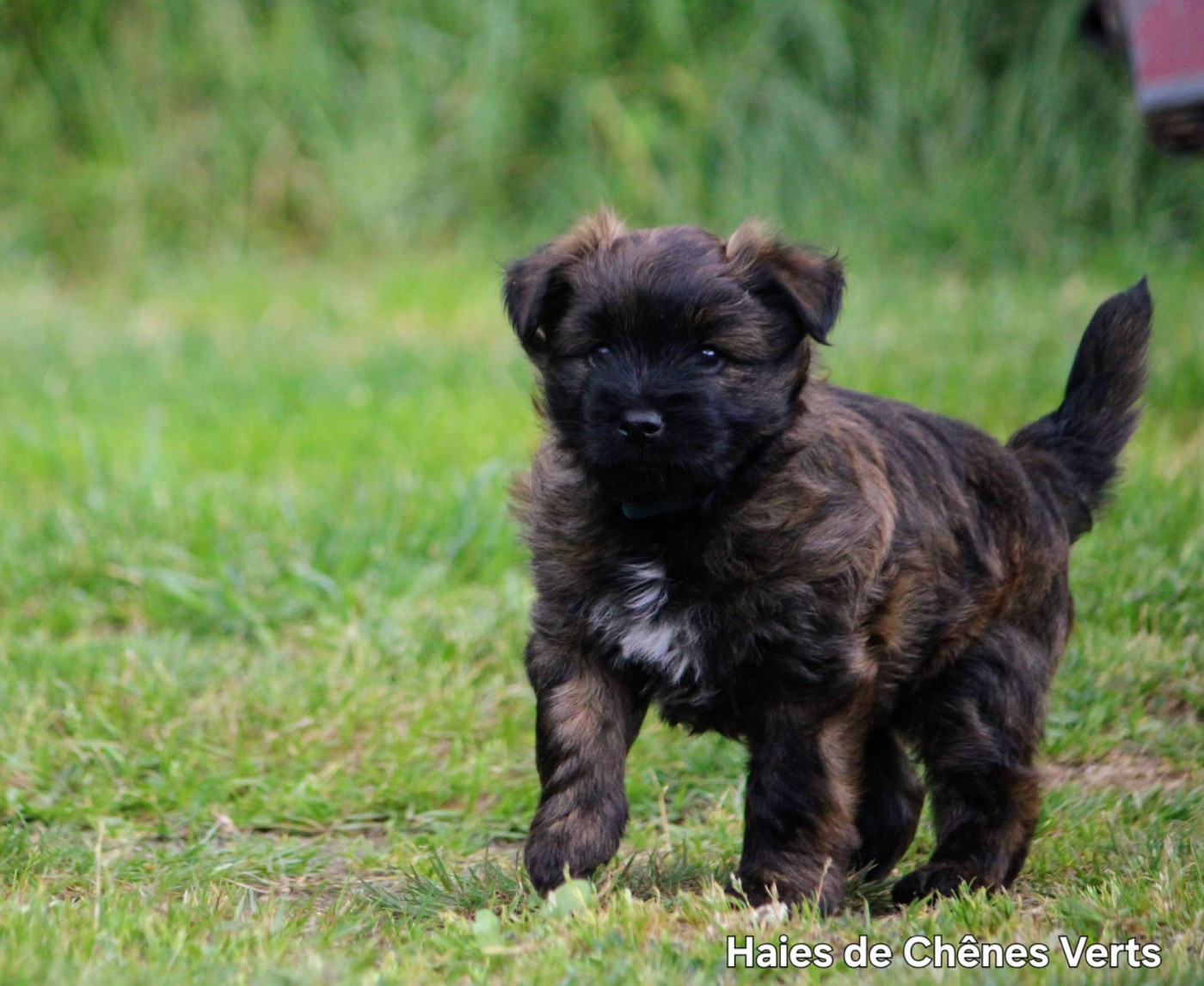 des Haies de Chênes Verts - Chiots disponibles - Berger des Pyrenees à poil long