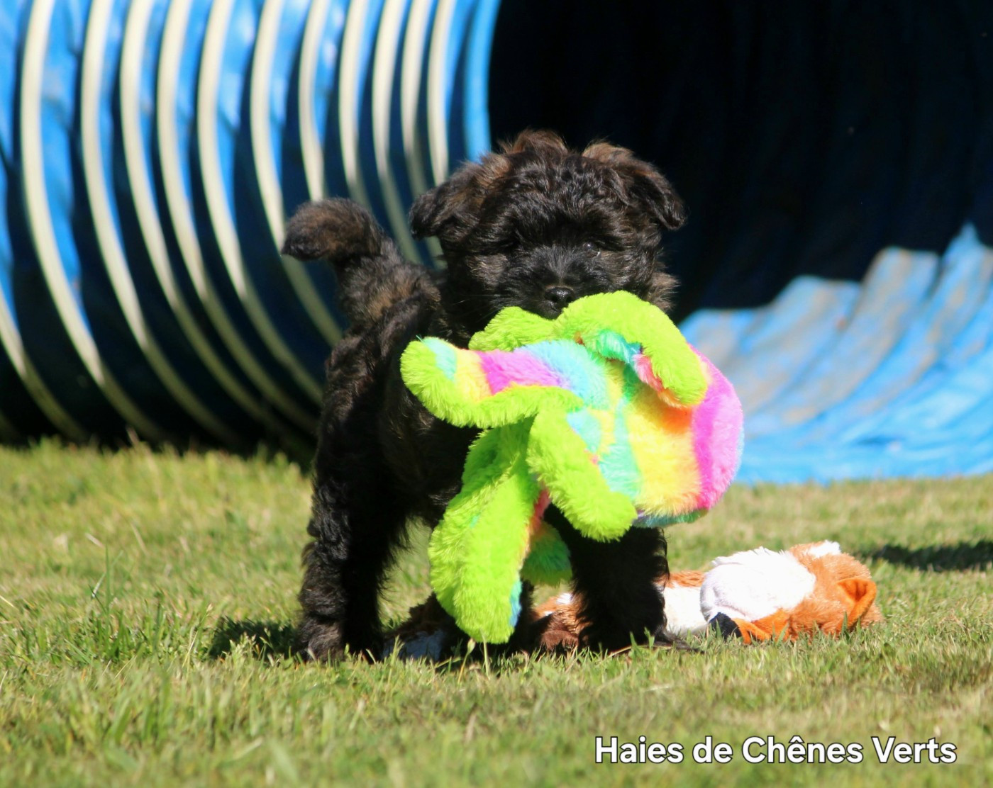 des Haies de Chênes Verts - Chiots disponibles - Berger des Pyrenees à poil long