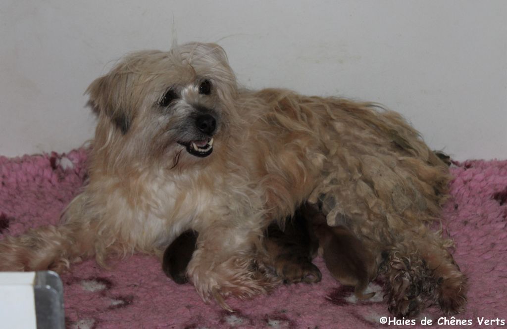 Chiot Berger des Pyrenees à poil long des Haies de Chênes Verts