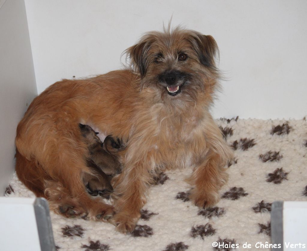 Chiot Berger des Pyrenees à poil long des Haies de Chênes Verts