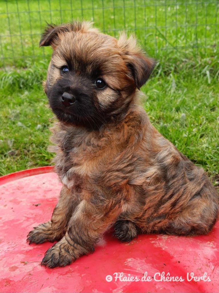 CHIOT 3