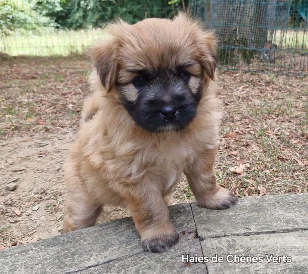 des Haies de Chênes Verts - Chiots disponibles - Berger des Pyrenees à poil long