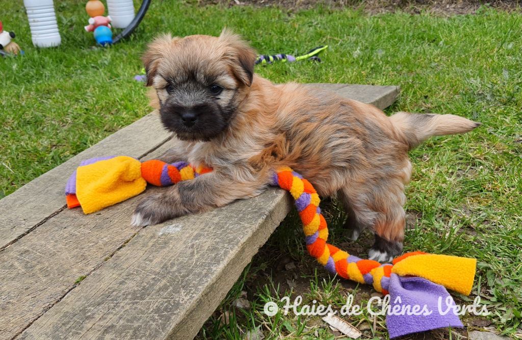CHIOT 1