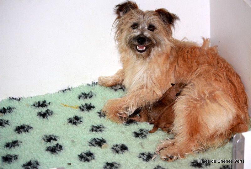 Chiot Berger des Pyrenees à poil long des Haies de Chênes Verts