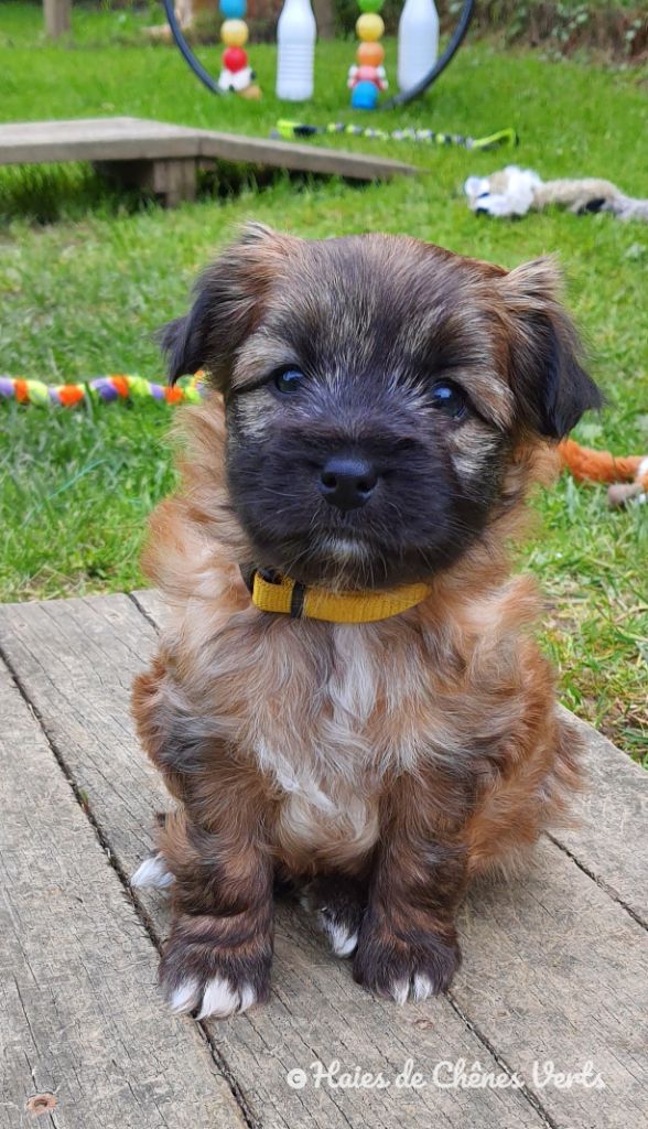 CHIOT 2